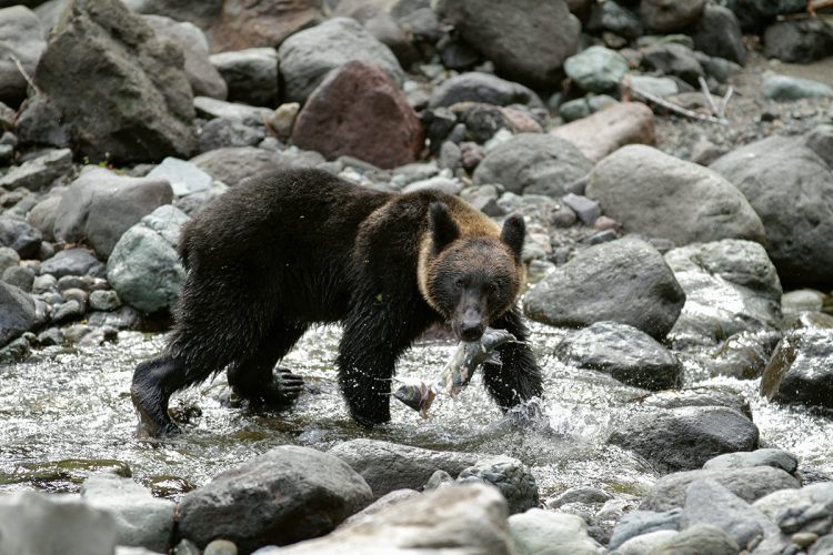 箱わなによるクマ捕獲に消極的な知床の様子