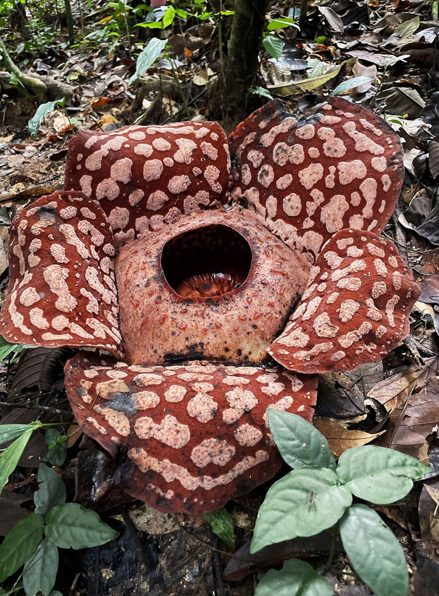 世界最大の花、ラフレシア