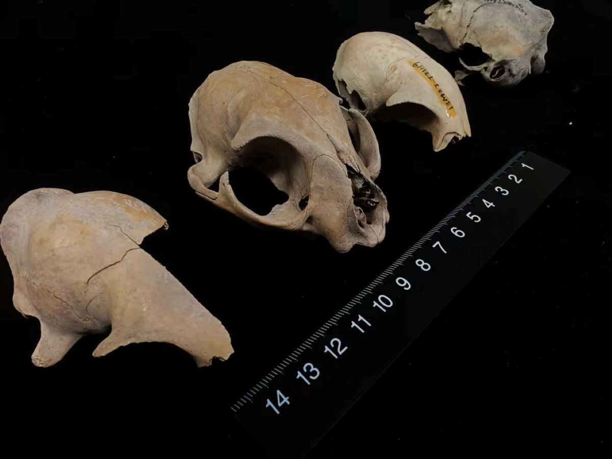 イエネコはどこから来たのか？、古代のDNAが揺るがす起源にまつわる定説（CNN.co.jp） - Yahoo!ニュース