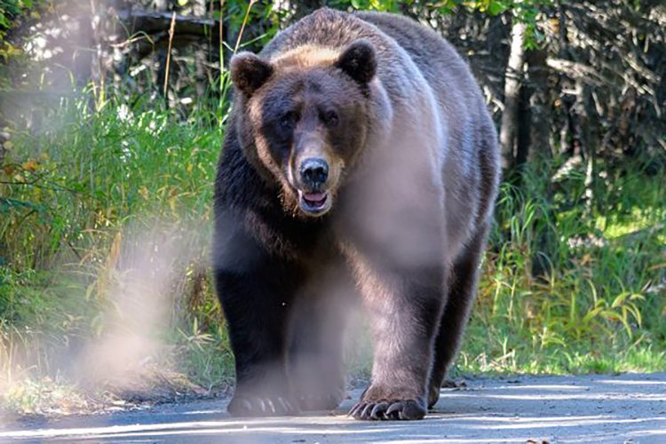 「人間が優先で何をしてもいいとなったら、世の中はおかしなことになる」「クマがいる自然を自慢してもいいんじゃないか」北海道・知床で揺れるクマの保護・駆除論争、現地獣医が語った自然観【現場ルポ】（NEWSポストセブン） - Yahoo!ニュース