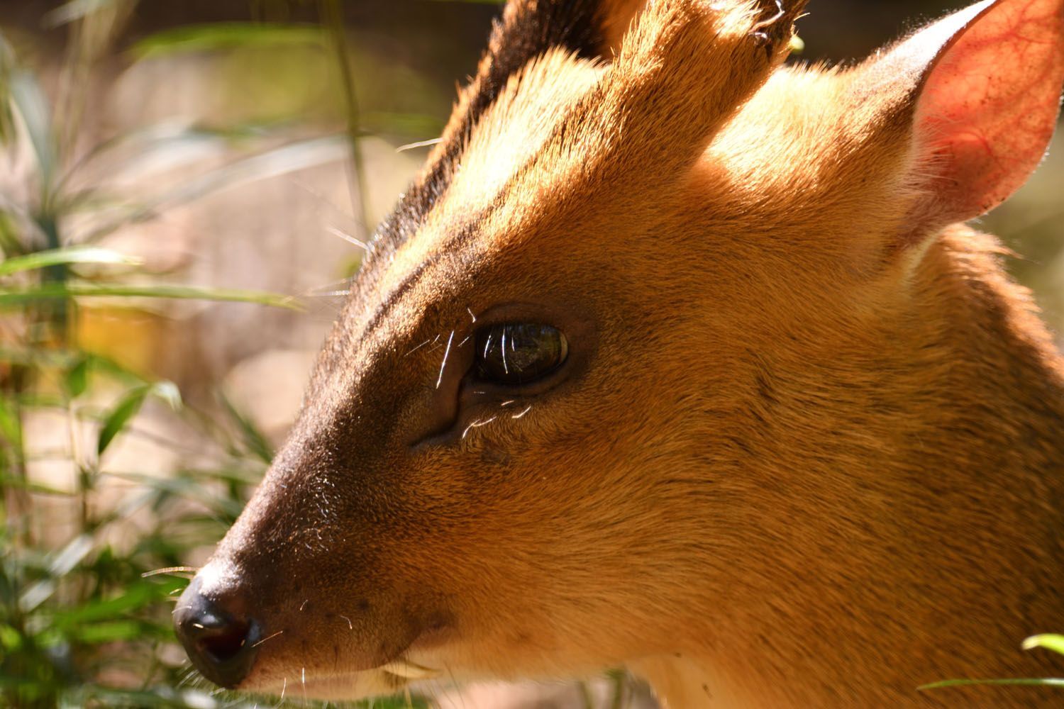 房総半島で増加が確認されているキョンのイメージ