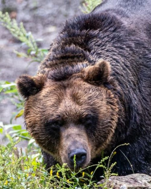 猟友会札幌支部ヒグマ防除隊の隊長、玉木康雄さんが語るクマの脅威