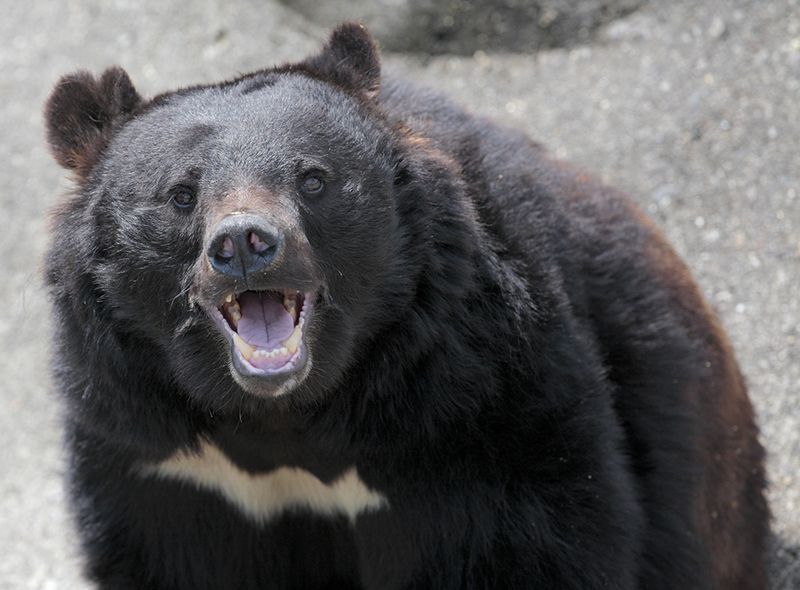 未曾有のクマ被害に揺れる日本社会