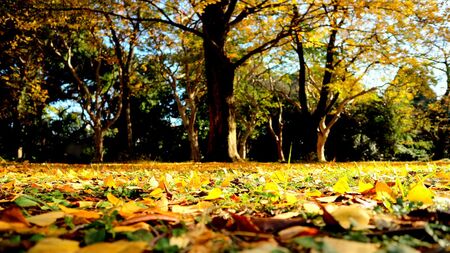 50代姉妹が「何もないのに来たくなる」都心の“秘境”小石川植物園の趣――昼食はぜいたくに5200円のうな重、散歩後は小さなカフェへ