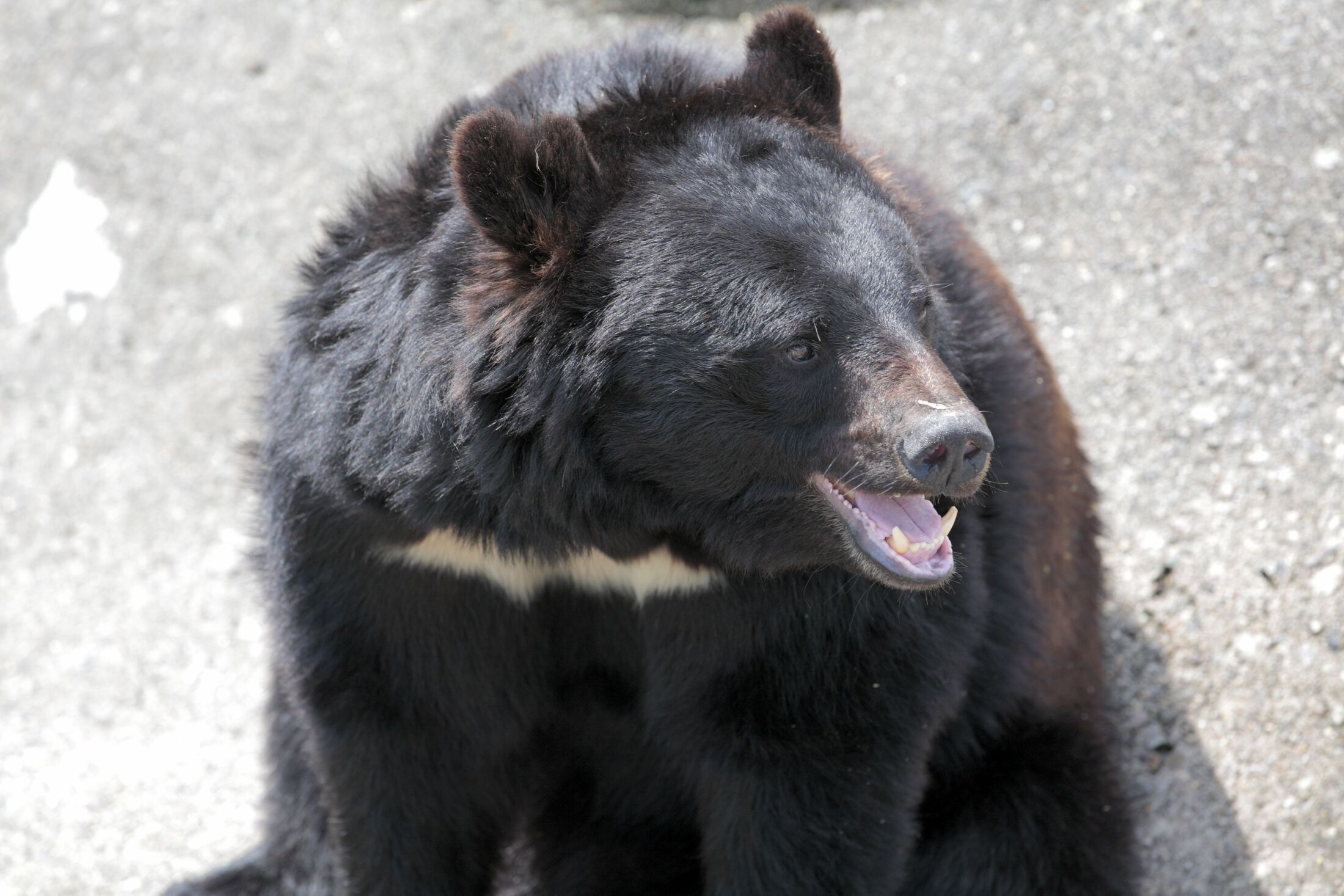 秋田県北秋田市でクマに襲われた66歳の男性。自宅敷地内の車庫前で被害に遭った様子。