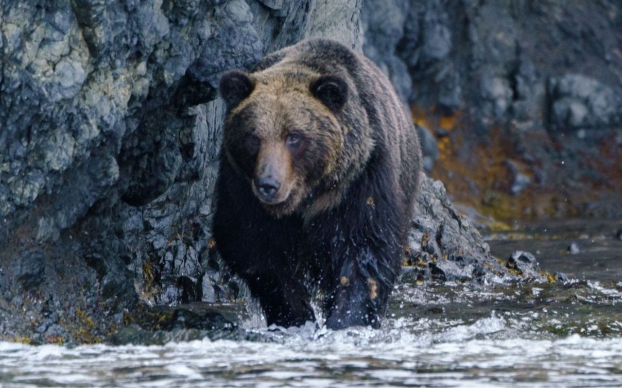 北海道の豊かな自然を背景にしたヒグマ