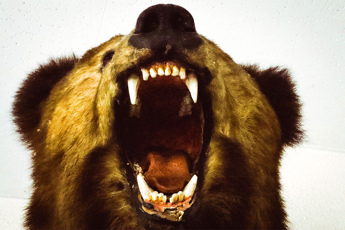 吠えるクマの姿。駆除を巡る議論の対象となっている