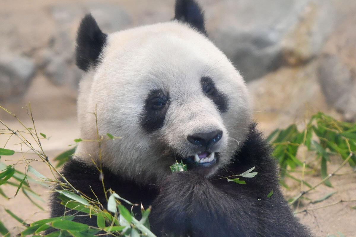 上野動物園で飼育されているパンダ、シャンシャンの写真