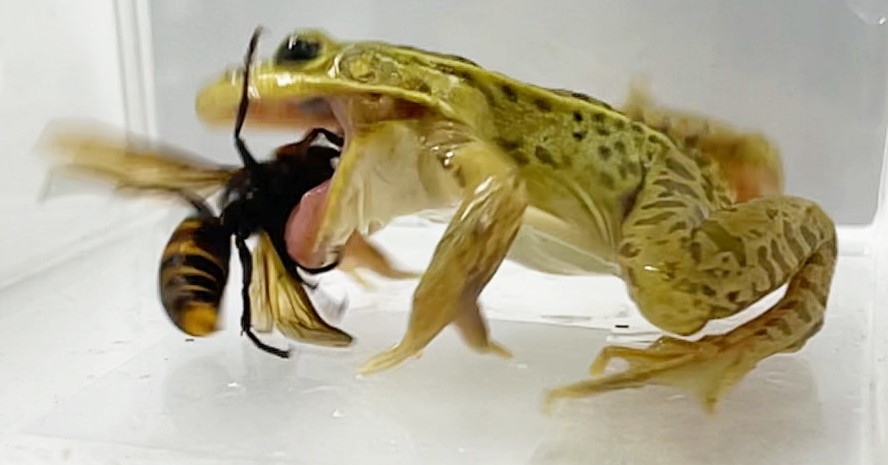 トノサマガエルは“スズメバチに刺されながら”捕食する──神戸大が研究発表　痛みや毒が通用しない……？（ITmedia NEWS） - Yahoo!ニュース