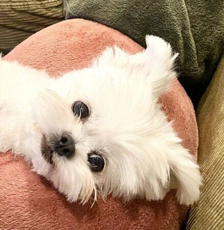 ゲーム中の飼い主を“おなか全開ポーズ”でナデナデ待ち!? 元保護犬が見せた“甘えんぼムーブ”にキュン(いぬのきもち WEB MAGAZINE)