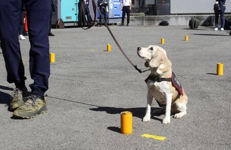 ヒアリ探知する犬育成へ 環境省、マニュアル作成(共同通信)