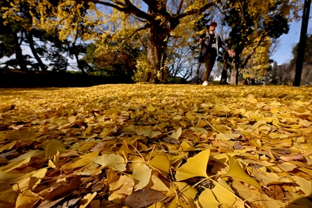 45リットルのポリ袋8袋分 床一面のイチョウで評判「こんなに多くの落ち葉を...」「童心に返った」長崎の喫茶店(西日本新聞)