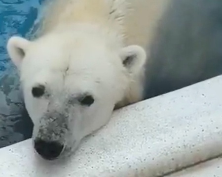 ホッキョクグマ・マルル、熊本から北海道へ大移動⇒元気な到着報告に「年パス買って会いに行く」「釧路でも愛されて」(ハフポスト日本版)