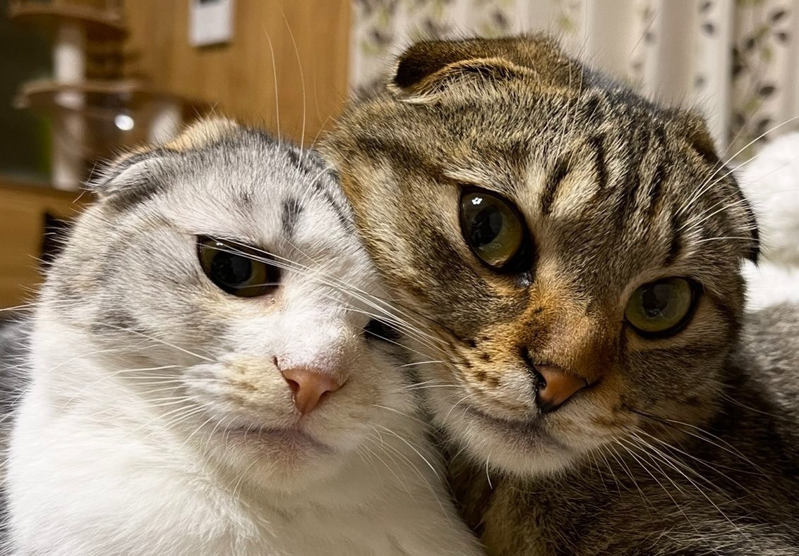 ソファでくつろぐ猫が「液体みたい」だと話題⇒首がぐにゃり「溶けてる、溶けてる」とツッコミ続出(ハフポスト日本版)