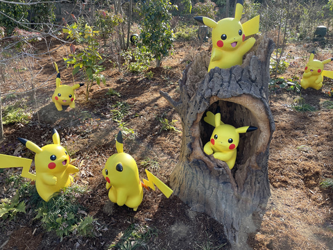 ポケモン】『ポケパーク カントー』内「ポケモンフォレスト」撮り