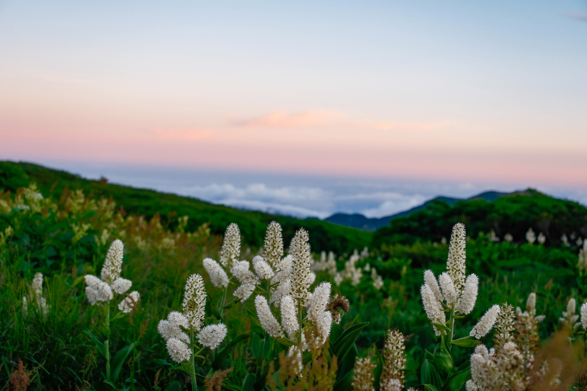 花の霊峰・白山で心潤うとっておきの山旅を～4月1日山小屋予約開始