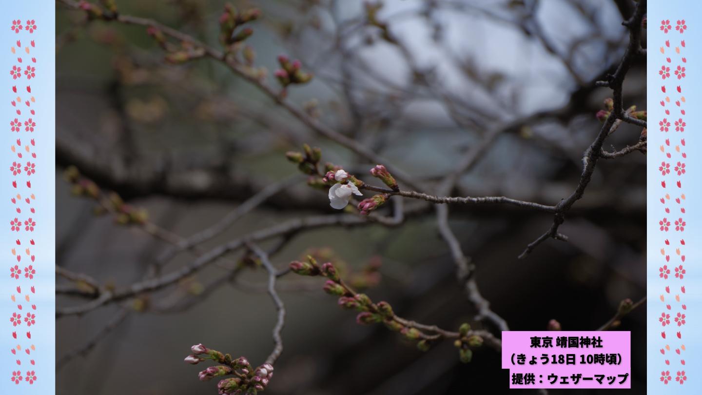 動画解説】18・19日は催花雨 さくら開花ラッシュへ 春本番の暖かさ続く