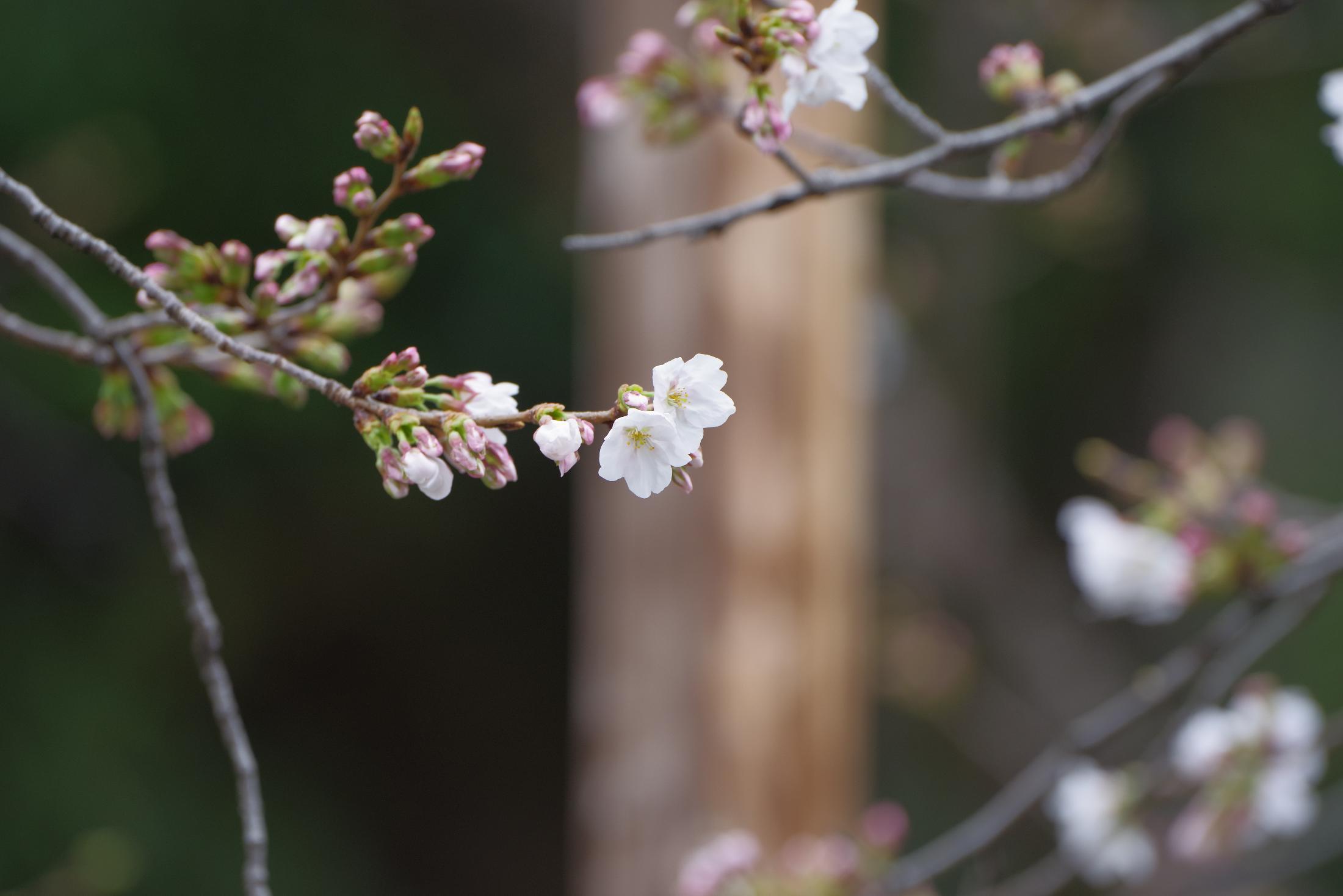 東京でさくら開花 平年より5日早く 満開は3月25日（水）予想（ウェザー