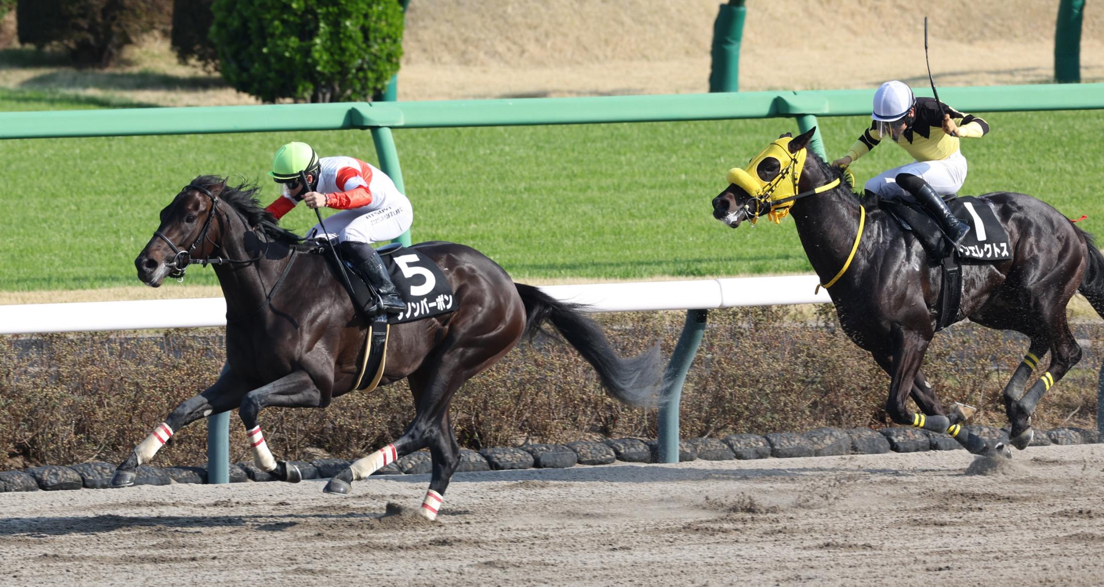 伏竜S】ダノンバーボン これぞ横綱相撲！無傷の3連勝 西村淳が感服