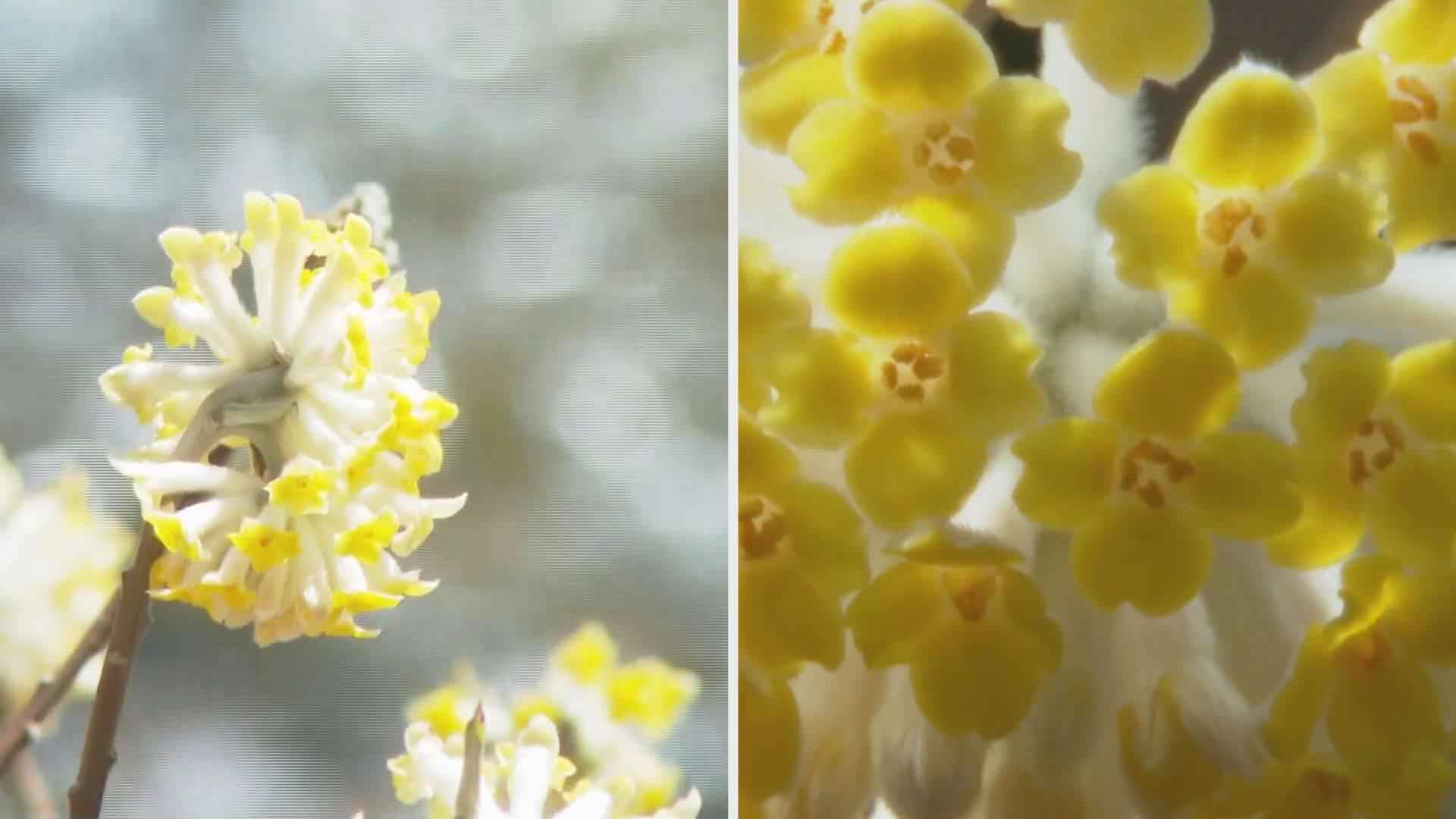 鮮やかな黄色ミツマタの花が見ごろ 安芸高田市の群生地（HOME広島