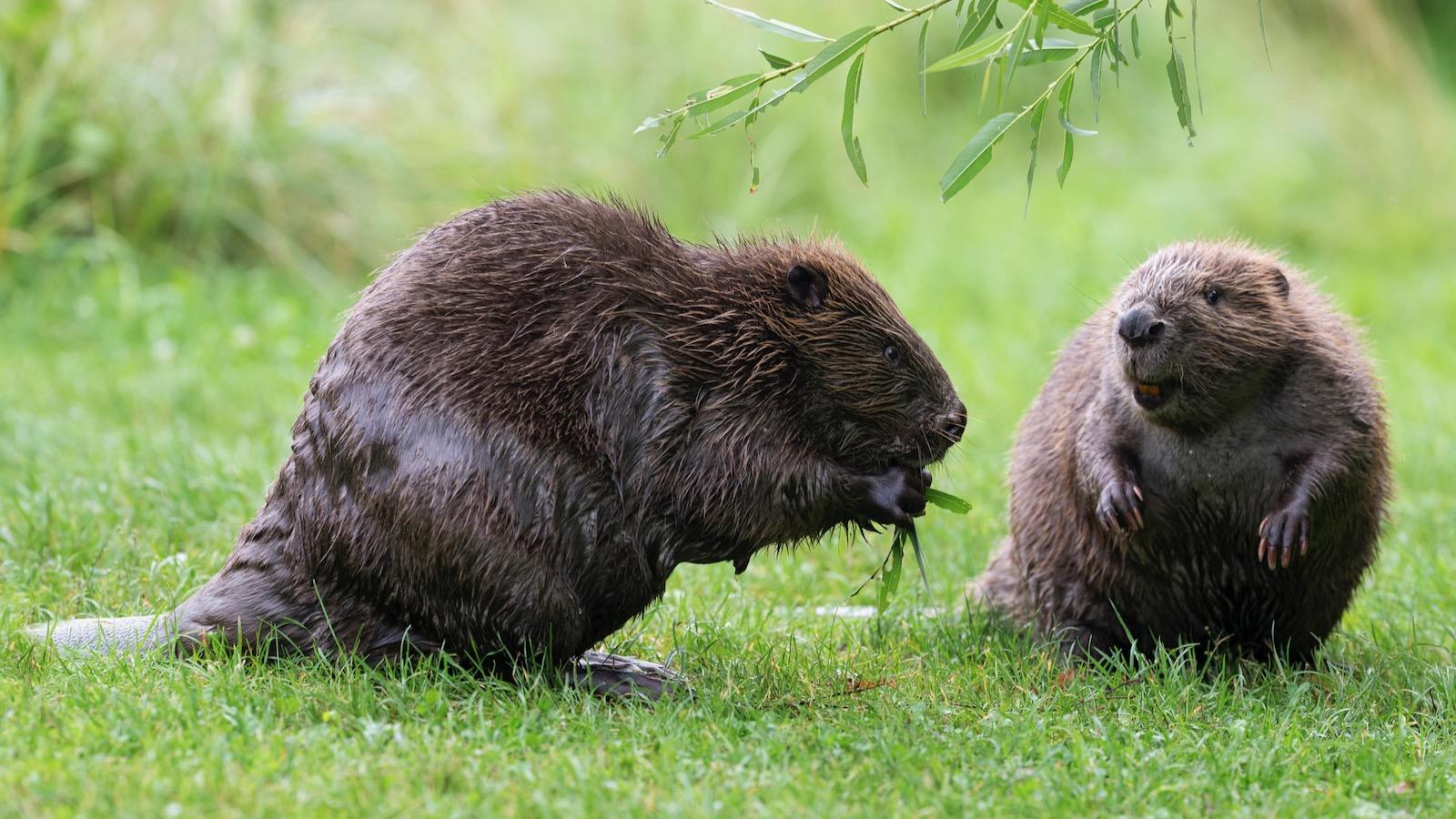 人間の「一夫一妻制」はもう限界なのだろうか？─自然界から見てみると、それも進化なのかもしれない（クーリエ・ジャポン） - Yahoo!ニュース