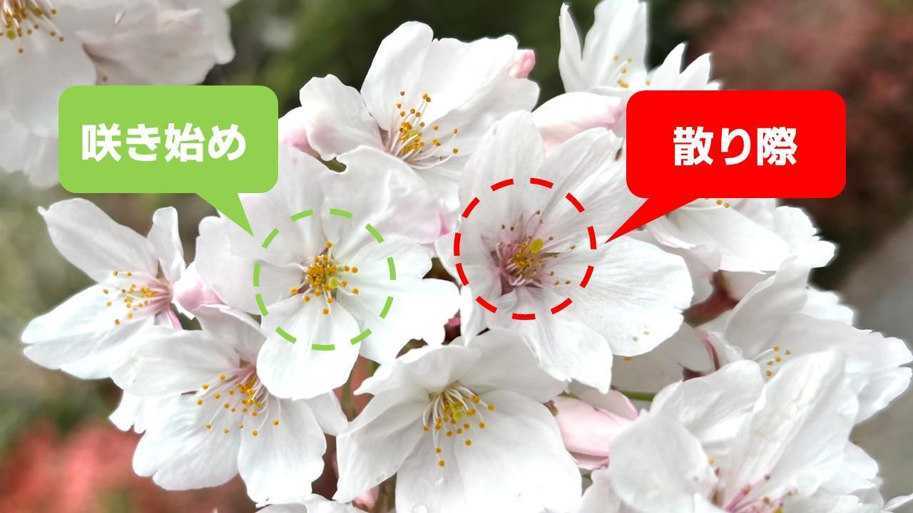 さくら前線北上中 東京はさくら吹雪が楽しめるステージへ 舞い散る