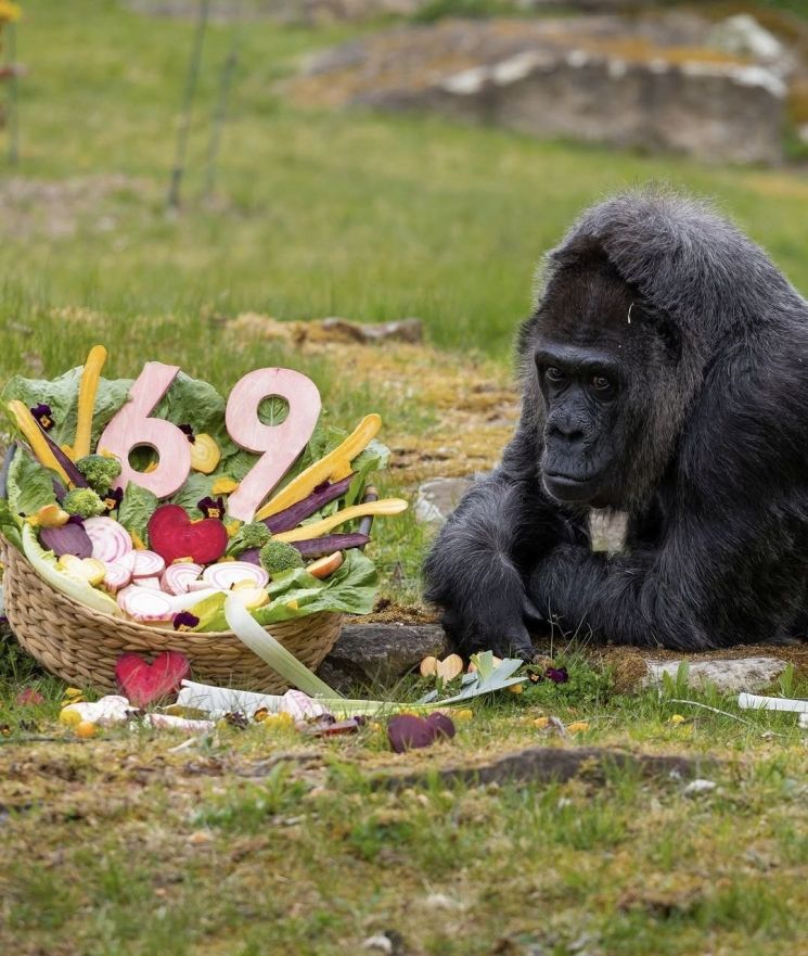 世界最高齢」ゴリラのファトゥ、69歳の誕生日迎える（中央日報日本語版