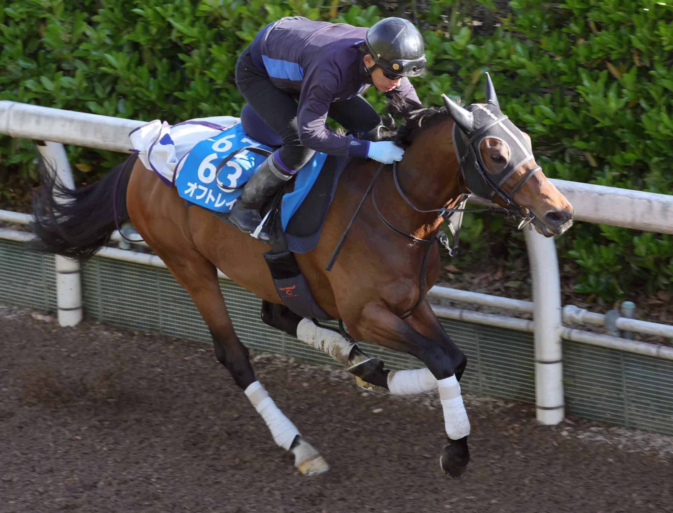 マイラーズC】オフトレイル 手応え十分 得意の京都で末脚爆発だ 吉村