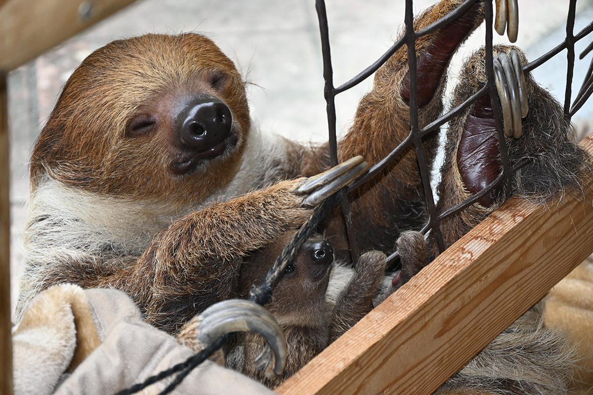 ナマケモノの赤ちゃん、ぎゅっと安心 父は「カボス」母は「しらす