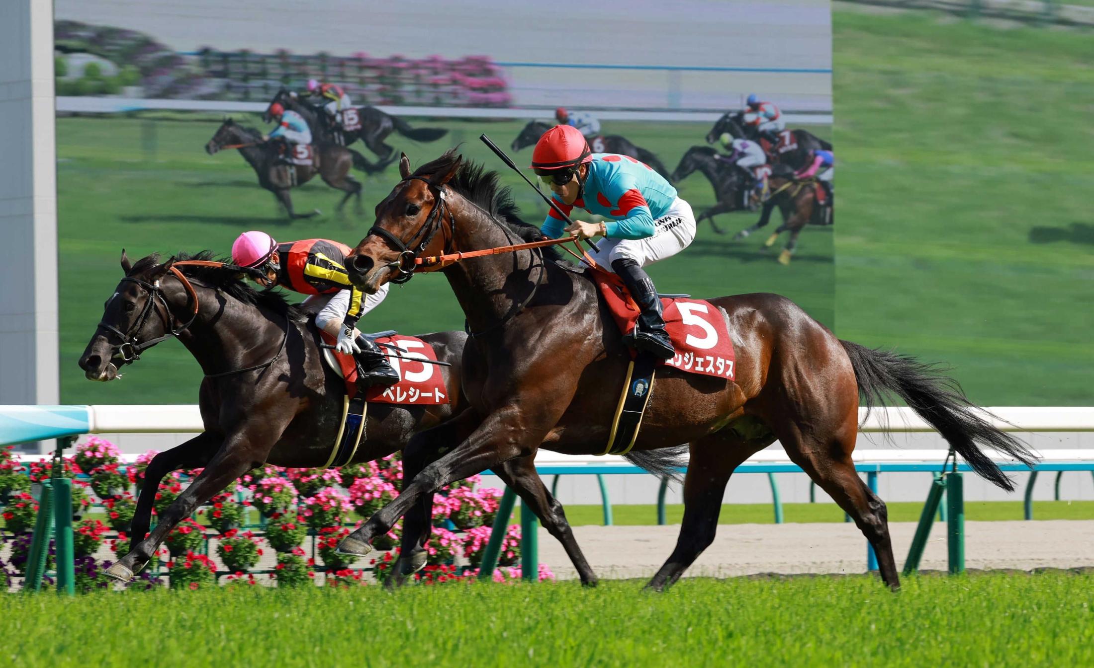 京都新聞杯】コンジェスタス 無傷3連勝でダービーへ 西村淳は会心の
