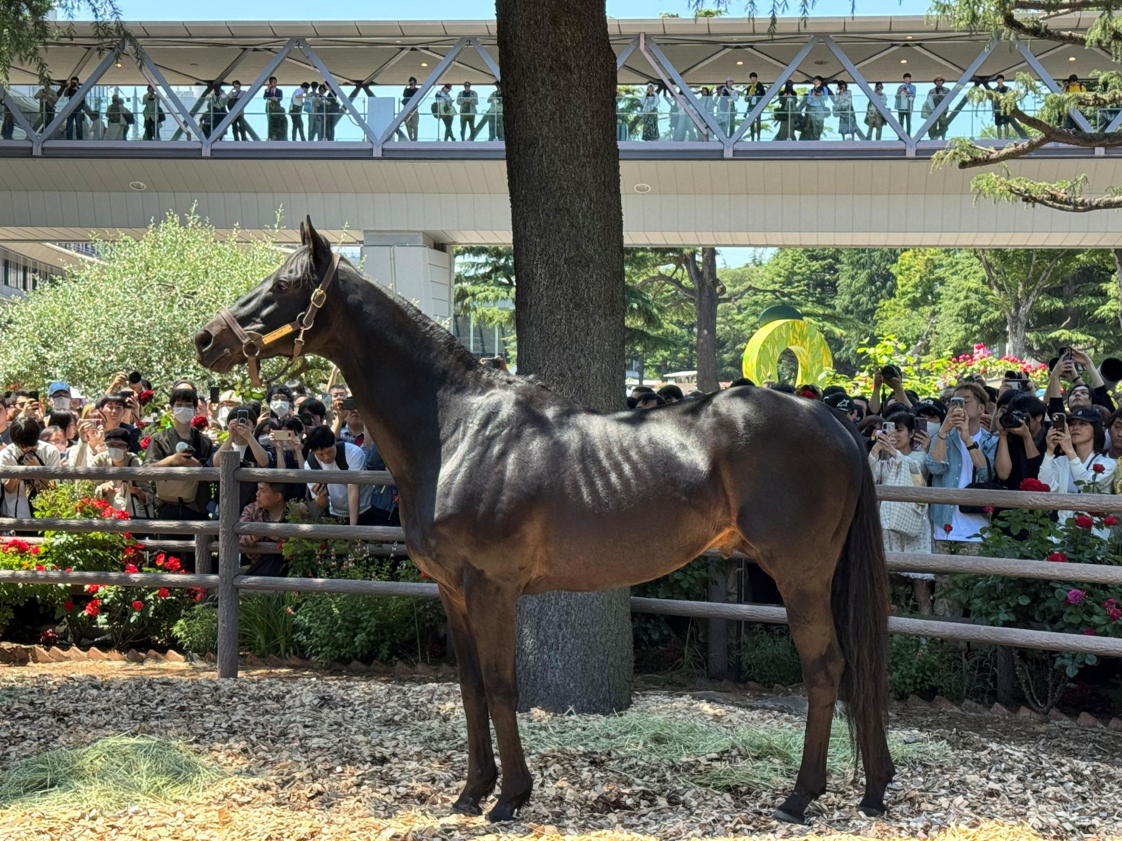 現地単勝　2010年ダービー　 エイシンフラッシュ 単勝券 100円 2010年ダービー馬エイシンフラッシュが府中に凱旋！ ずっと“左回り