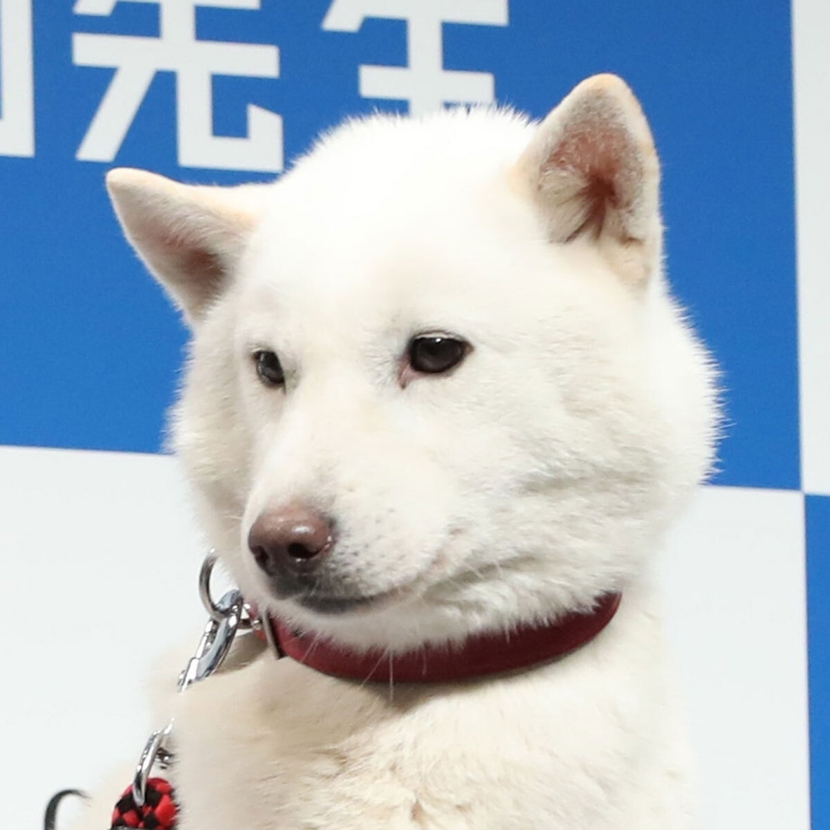 上戸彩との掛け合いで人気となったソフトバンク「初代お父さん犬」カイ