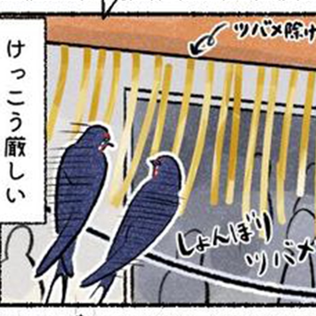 ツバメ界隈にも広がる「住宅難」!?巣作りから見える“野鳥の住宅難”とは