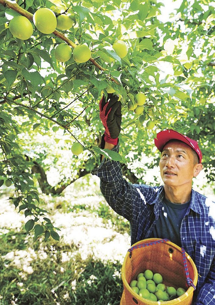 南高梅 収穫真っ盛り 気温高く、前倒し、和歌山紀南地方（紀伊民報