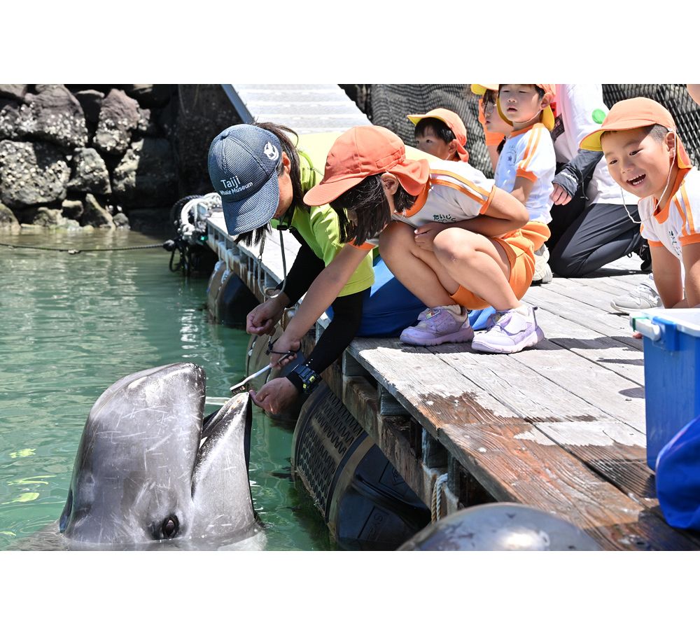 鯨の歯　コレクション　写真を見て確認願います。詳しくはコメントで。 クジラの歯磨き披露 健康週間を前に、和歌山県太地の博物館（紀伊民報