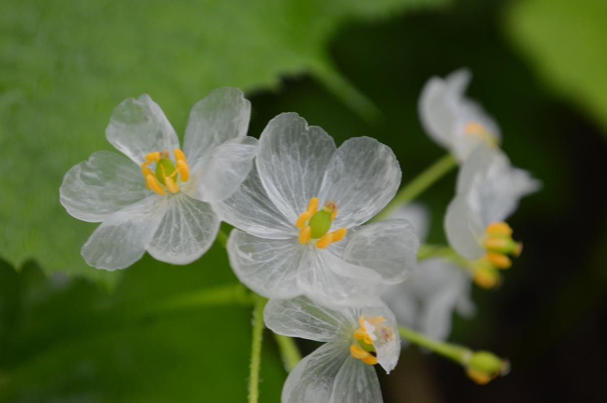透明な花　サンカヨウ 濡れると透明に 「奇跡の花」 サンカヨウが見ごろ（ウェザーマップ