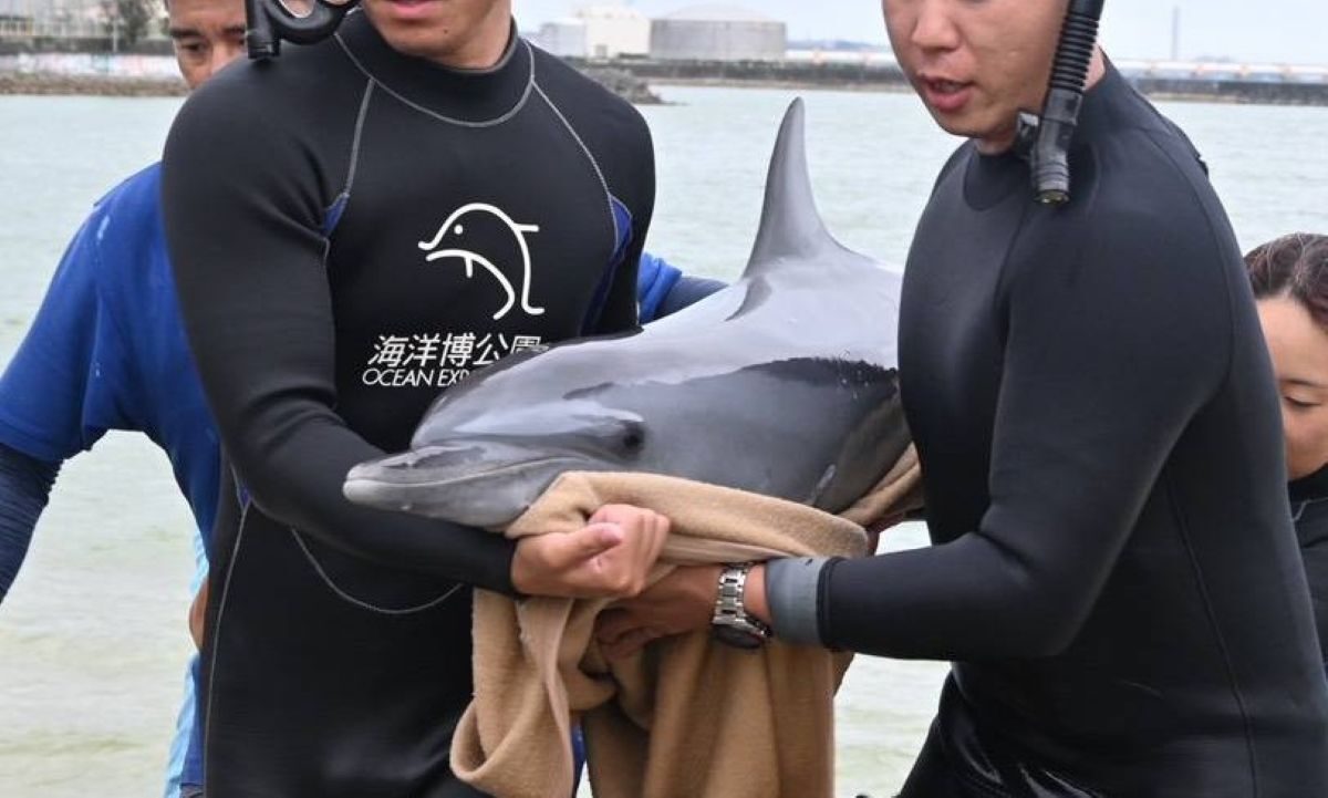 幼いイルカ、親とはぐれ沖縄の海岸に迷い込む 美ら海水族館へ搬送