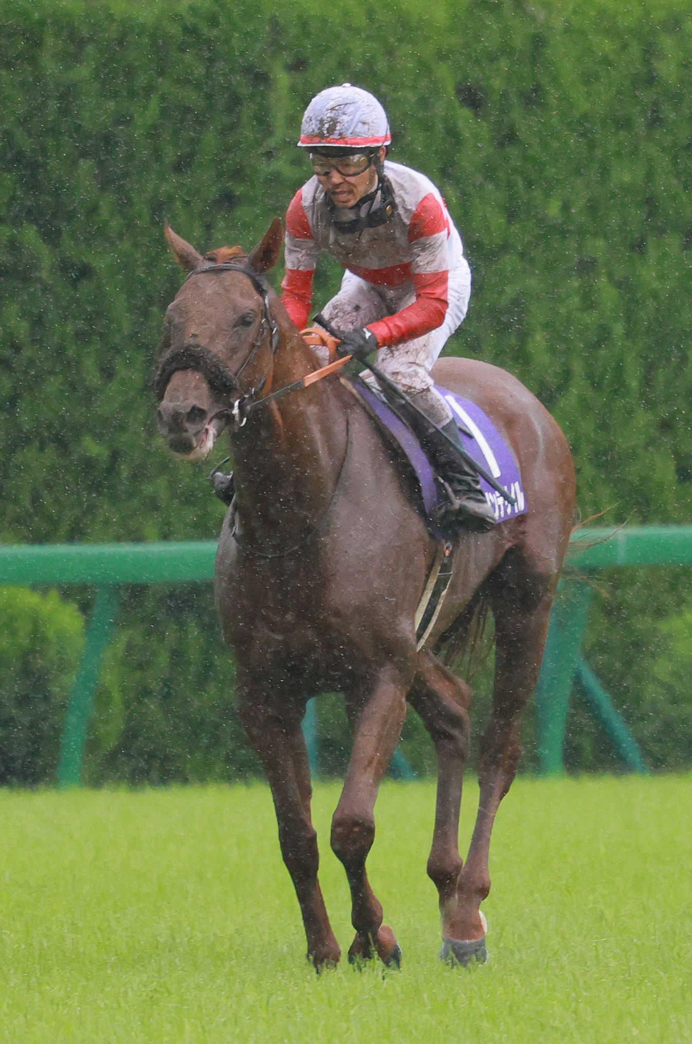 宝塚記念】ダノンデサイル 追い込み3着 4戦連続のG1・3着 戸崎圭