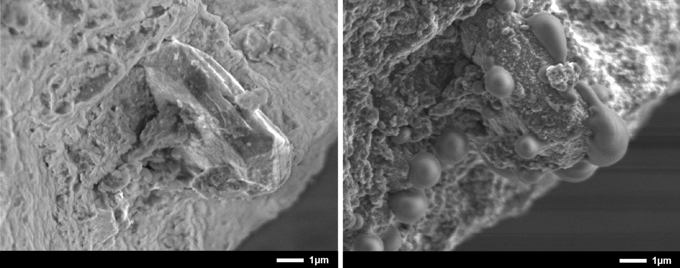 小惑星で採取の岩石、大気で変質 数週間で、研究チームが分析結果