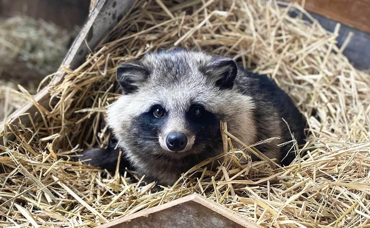 タヌキ センサー式ライトで虫を捕獲する頭脳派も 投稿者に聞いたタヌキ動画が