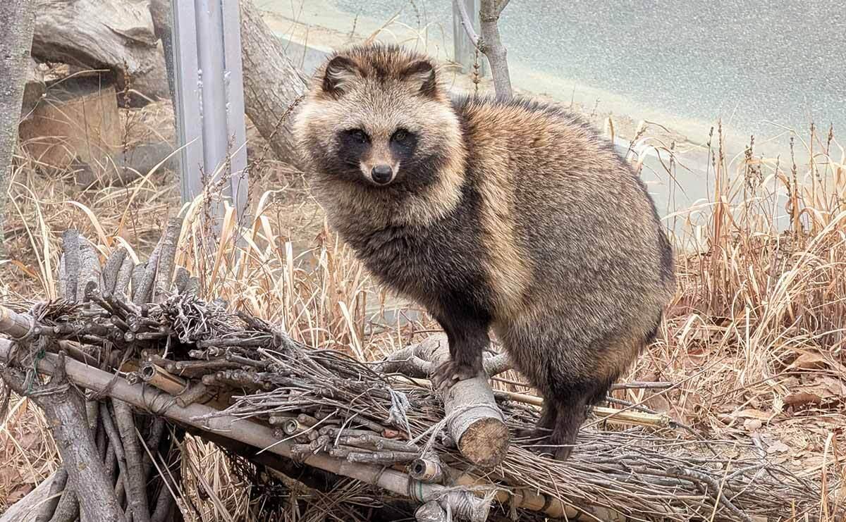 センサー式ライトで虫を捕獲する頭脳派も 投稿者に聞いたタヌキ動画が