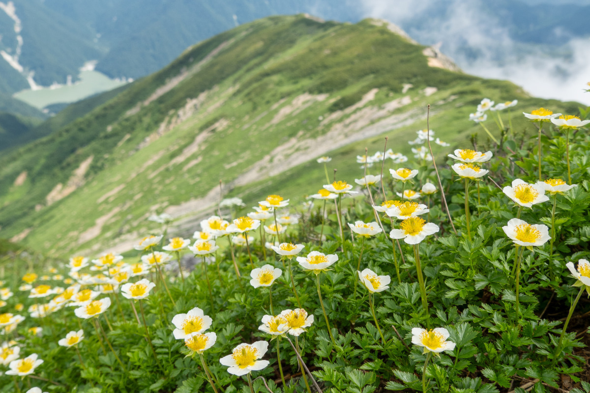 高山植物っておもしろい！背が低い理由と1000年生きる花（FUNQ