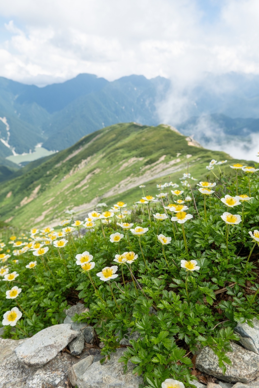 高山植物っておもしろい！背が低い理由と1000年生きる花（FUNQ