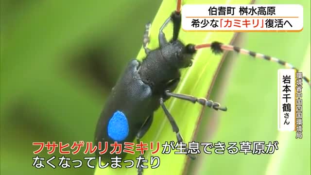 絶滅危惧種「フサヒゲルリカミキリ」桝水高原で復活へ 環境省が「再