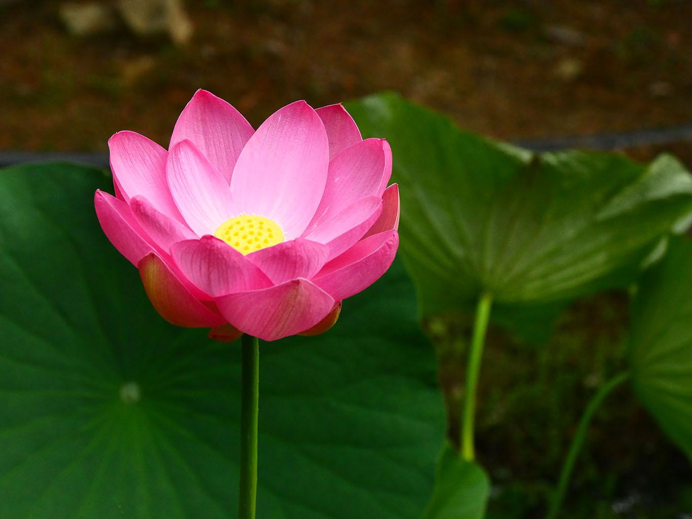 800年の眠りから覚めた花 中尊寺ハスが見ごろ（ウェザーマップ