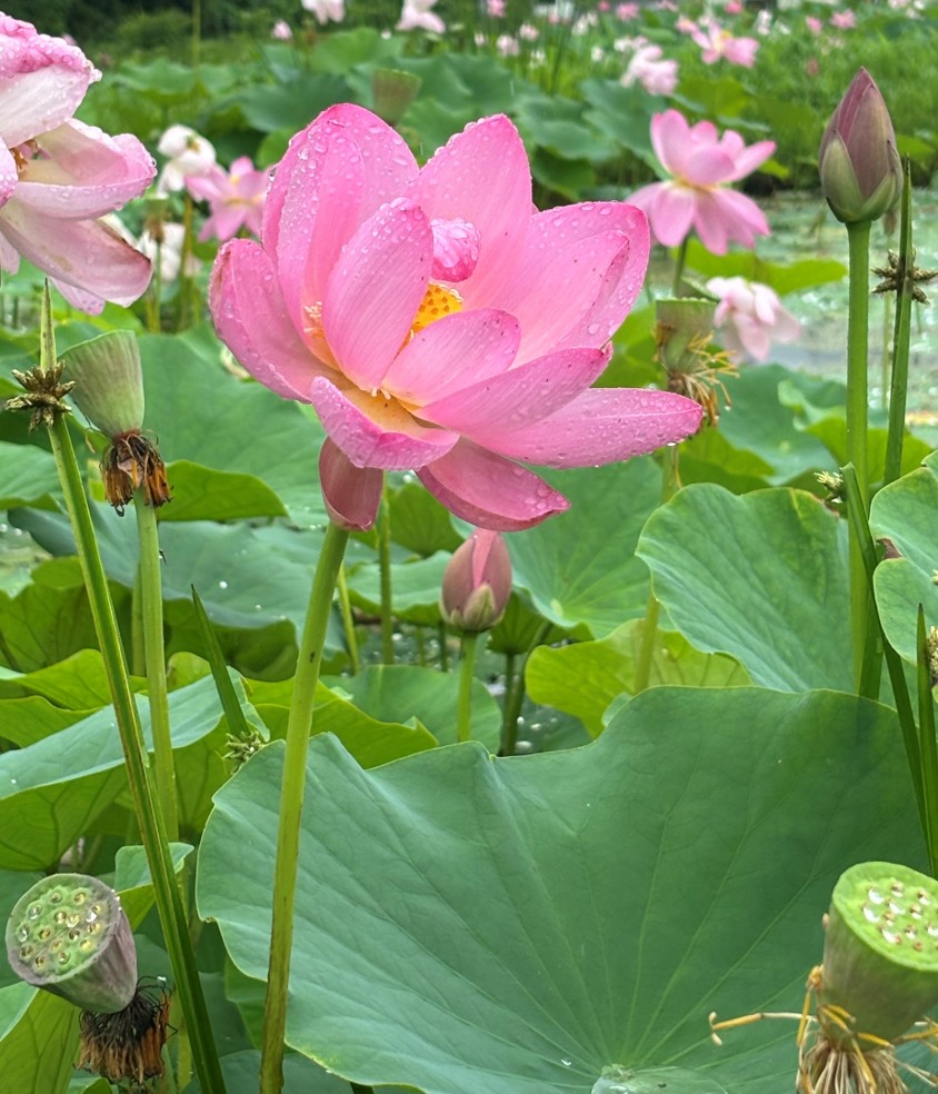 800年の眠りから覚めた花 中尊寺ハスが見ごろ（ウェザーマップ