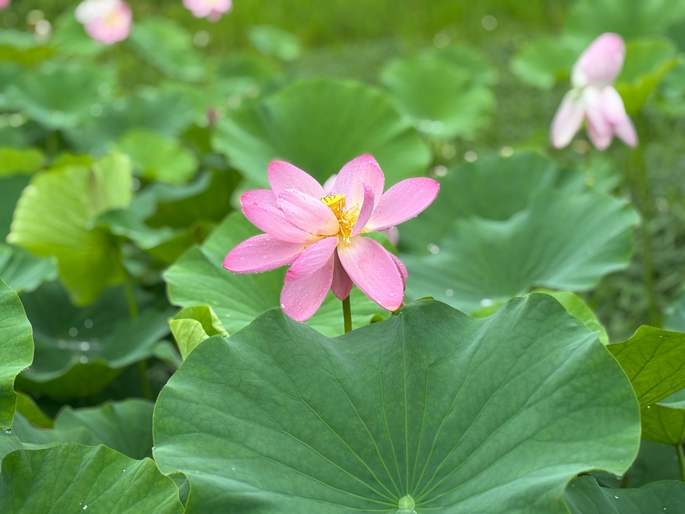 800年の眠りから覚めた花 中尊寺ハスが見ごろ（ウェザーマップ
