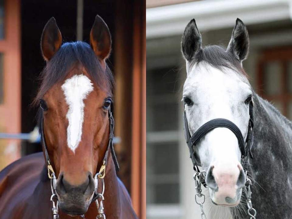 凱旋門賞の馬券発売が決定 メイショウタバル＆アドマイヤテラが出走