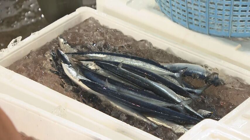 今年のサンマは少なく小さい　国の研究機関は「これまでになく厳しい年になる」（HTB北海道ニュース） - Yahoo!ニュース
