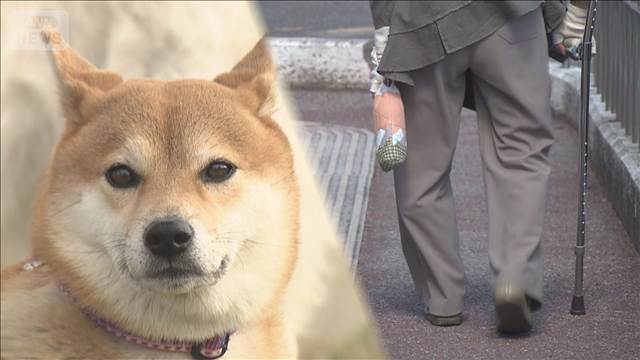 犬の飼育で認知症リスク48％低下　7年半に及ぶ調査で判明　医療費削減効果も（テレビ朝日系（ANN）） - Yahoo!ニュース